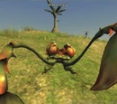 Rafflesia