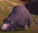 Dozing Dorian