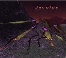 Jaculus