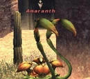 Amaranth