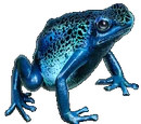 Poison Dart Frog