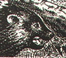 Askor