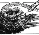 Korvus Skurr