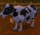Vaca