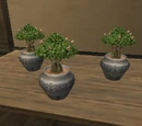 Tree Saplings