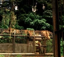 Cages
