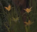 The Heart of a Gnome