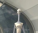 Taun We