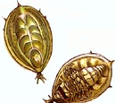 Orbalisko
