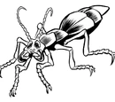 Escarabajo fefze