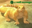 A wadi scavenger