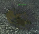 A sap urchin