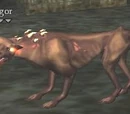 Igor