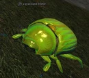 A grassland beetle