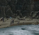 Nipik's Haven