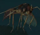 Wasp