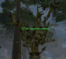 An oakstrider sapling