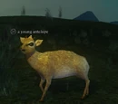A young antelope