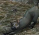 Kith