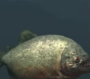 A carnivorous ripper