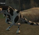 Bristlebane's Beloved (NPC)