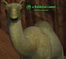A Baldoras camel