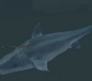 A whale shark