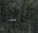 A duck (CH)