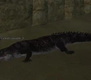A bull crocodile