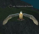 An Antonican hawk