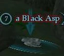 A Black Asp