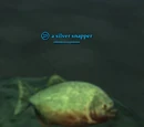 A silver snapper