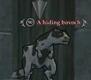 A hiding bovoch