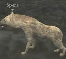 Spera