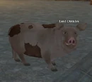 Lord Oinkles