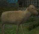 Elk calf