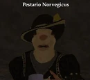 Pestario Norvegicus