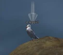 Seagull (Cove of Decay)