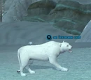 An icemane cub
