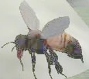 The Buzzer Bee