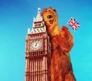 International Bear