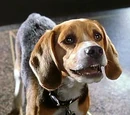 Lou (Cats & Dogs)