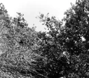 Landstriders