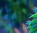 Quetzal