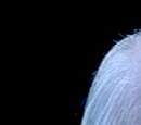 Einstein (Farscape)