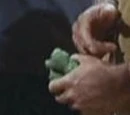 Borgia plant