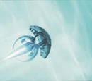 Jellyfish