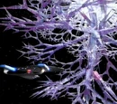 Cosmozoan