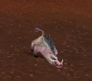 Swine