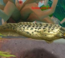 Spiketooth Eel